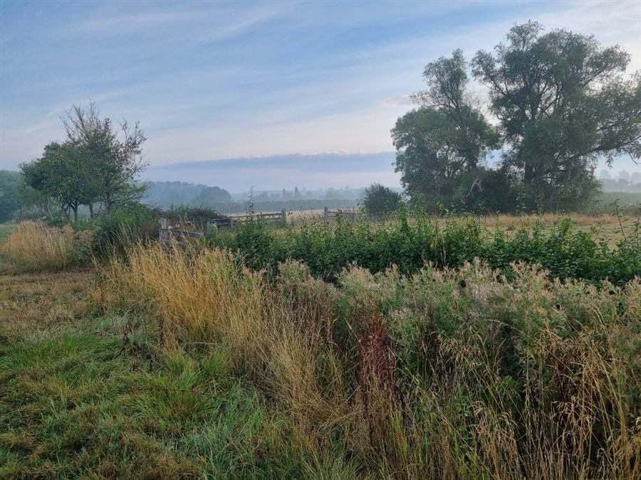 Morning mist over a meadow and trees