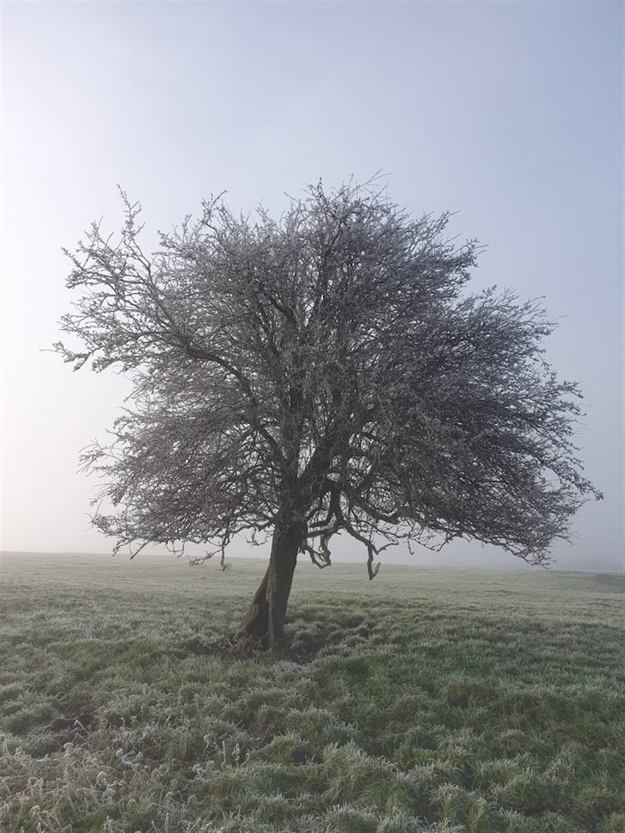 A frosted tree standing alone in a misty field
