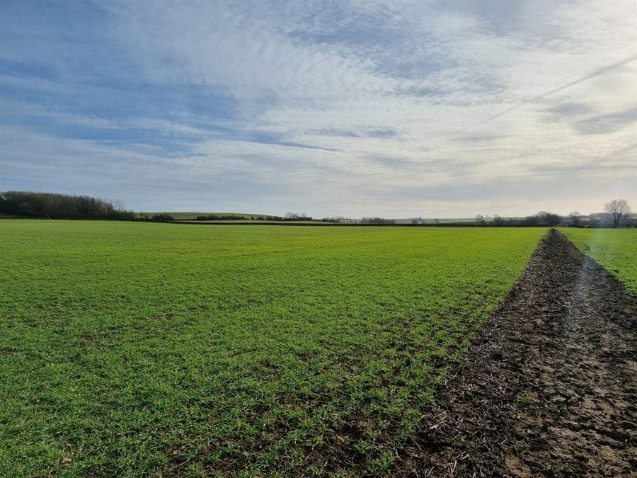A muddy path along the edge of a green field