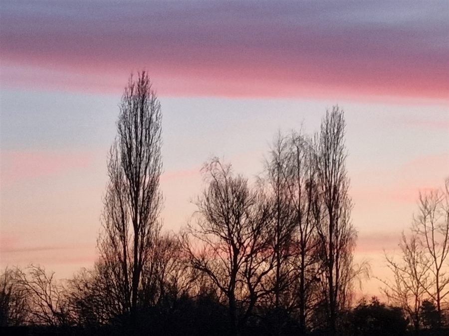 Tall bare trees silhouetted against a pink sky